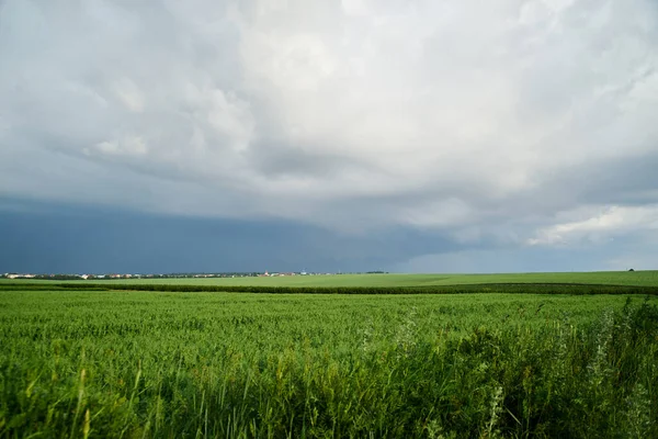 Beautiful green field landscape before rain. Countryside village rural natural background at sunny weather in spring summer. Green grass and blue sky with clouds. Nature protection concept.