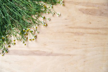 Tahta masaya saçılmış yeşil saplı küçük beyaz papatyalar. Vahşi çiçeklerin doğal arka plan resmi. Doğa koruma kavramı. Şiirler, mektuplar, romantik notlar için ekolojik doku.