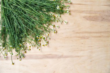 Tahta masaya saçılmış yeşil saplı küçük beyaz papatyalar. Vahşi çiçeklerin doğal arka plan resmi. Doğa koruma kavramı. Şiirler, mektuplar, romantik notlar için ekolojik doku.