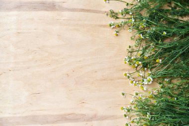 Tahta masaya saçılmış yeşil saplı küçük beyaz papatyalar. Vahşi çiçeklerin doğal arka plan resmi. Doğa koruma kavramı. Şiirler, mektuplar, romantik notlar için ekolojik doku.