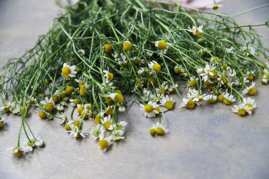 Gri masadaki pembe kurdeleyle bağlanmış küçük beyaz papatya çiçeğinin yakın plan resmi. Vahşi çiçeklerin doğal arka plan resmi. Şiirler, mektuplar, romantik notlar için ekolojik doku.