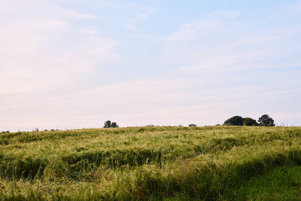 Прекрасный пейзаж из ячменя и ячменя с зеленым голубым небом над ним. Концепция охраны природы. Сельскохозяйственный процесс выращивания. Сельская сцена в сельской местности.