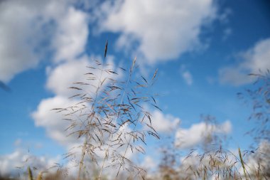 Arka planda mavi gökyüzü ve beyaz bulutlarla kurumuş çimlerin yakın plan fotoğrafı. Kırsal kesimde tarım gelişimi. Ekolojik koruma kavramı.