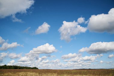 Mavi gökyüzü, beyaz bulutlar ve sarı buğday saplı yulaf arpası olan güzel bir arazi. Kırsal kesimde tarım gelişimi. Ekolojik koruma kavramı.