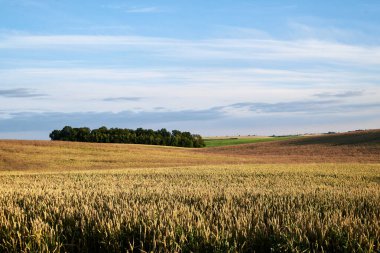 Parlak mavi gökyüzü ve sarı buğday saplı çavdar yulaf arpası olan güzel bir arazi. Kırsal kesimde tarım gelişimi. Ekolojik koruma kavramı. Köyde günbatımı.