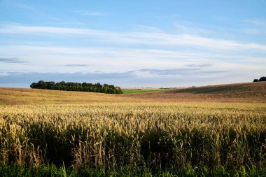 Parlak mavi gökyüzü ve sarı buğday saplı çavdar yulaf arpası olan güzel bir arazi. Kırsal kesimde tarım gelişimi. Ekolojik koruma kavramı. Köyde günbatımı.