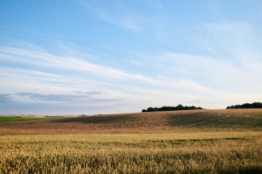 Parlak mavi gökyüzü ve sarı buğday saplı çavdar yulaf arpası olan güzel bir arazi. Kırsal kesimde tarım gelişimi. Ekolojik koruma kavramı. Köyde günbatımı.