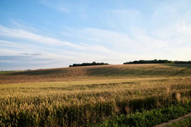 Parlak mavi gökyüzü ve sarı buğday saplı çavdar yulaf arpası olan güzel bir arazi. Kırsal kesimde tarım gelişimi. Ekolojik koruma kavramı. Köyde günbatımı.