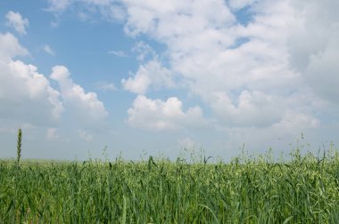 buğday alan ve mavi gökyüzü arka plan