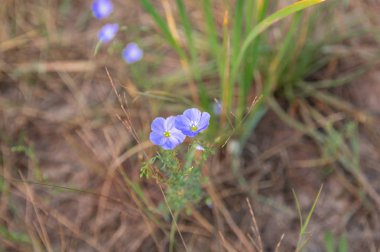 göl kenarında sahilde yabani çiçekler