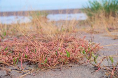sahilde alışılmadık çim closeup