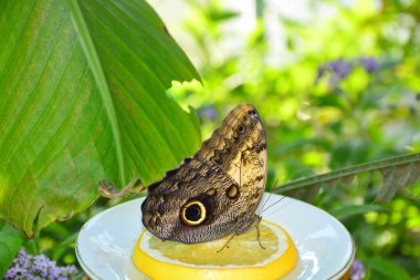 Kelebek limon aittir