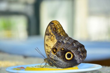 Kelebek limon seviyor