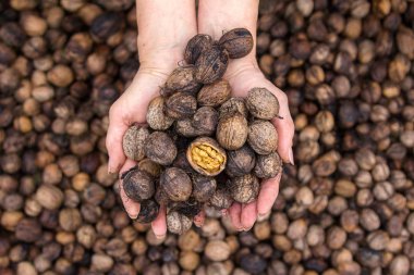 Yaşlı kadın taze tutan ceviz aldı. Beslenme sağlıklı fındık, kalp için iyi