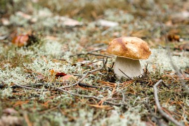 Boletus mantar ormandaki yeşil yosun üzerinde