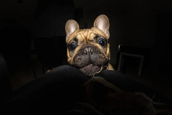 Foto dramática de cachorrinho à noite dentro de um apartme — Fotografia de Stock