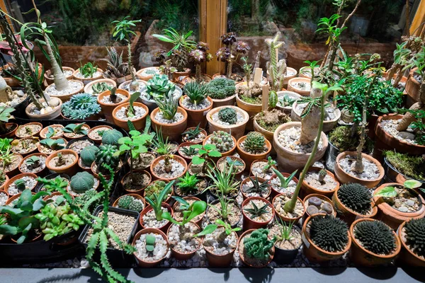 Grande Variété Cactus Sur Table Haut — Photo