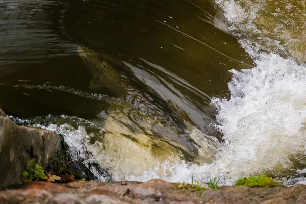 Atlantische Lachse Springen Stromschnellen Einen Nistplatz Finden Fische Schwimmen Fluss — Stockfoto