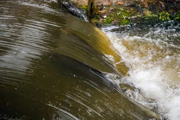 Atlantische Lachse Springen Stromschnellen Einen Nistplatz Finden Fische Schwimmen Fluss — Stockfoto