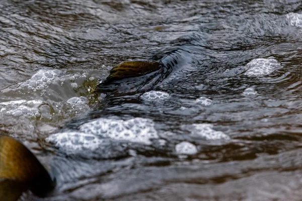 Atlantische Lachse Springen Stromschnellen Einen Nistplatz Finden Fische Schwimmen Fluss — Stockfoto