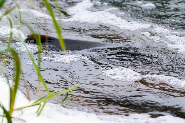 Atlantische Lachse Springen Stromschnellen Einen Nistplatz Finden Fische Schwimmen Fluss — Stockfoto