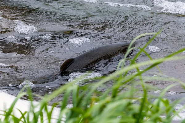 Des Saumons Atlantique Bondissent Dans Les Rapides Pour Trouver Leur — Photo