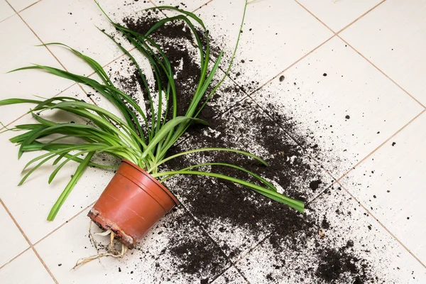 Broken flower pot with green plants lies on the kitchen floor with dirt all over