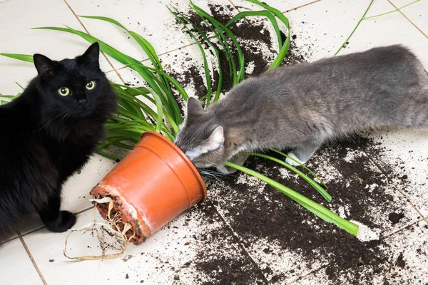 Kara kedi düştü ve k yeşil bitki çiçek pot kırdı