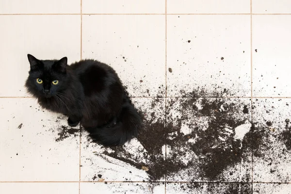 Kara kedi düştü ve çiçek saksısını kırdı. Mutfak zemininde yeşil bitki ve her tarafı toprak içindeydi. Evcil hayvanlardan gelen hasar kavramı