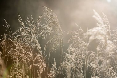 Plaj kuru ot, sazlık, seçici yumuşak odak altın günbatımı ışık, yatay, kopya alanı rüzgarda üfleme takip ediyor. Doğa, sonbahar, kış, hoarfrost sazlar, frost çim kavramı