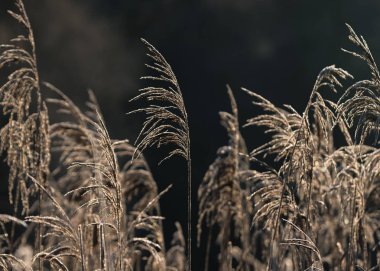 Plaj kuru ot, sazlık, seçici yumuşak odak altın günbatımı ışık, yatay, kopya alanı rüzgarda üfleme takip ediyor. Doğa, sonbahar, kış, hoarfrost sazlar, frost çim kavramı