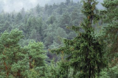 Avrupa'da, sisli kozalaklı ağaç başında, bir doğal sakin ve huysuz manzaralı sabah ormanlık dağ genel bakış