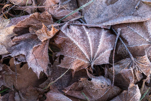 Fechar Acima Folha Congelada Bordo Geada Entre Grama Frosty Folhas — Fotografia de Stock