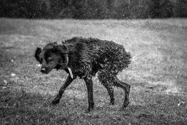 Black White High Speed Photograph Dog Grass Shaking Water Funny — Stock Photo, Image
