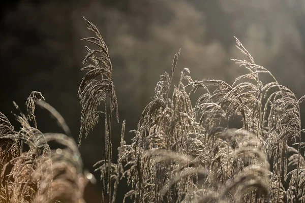 Selective soft focus of beach dry grass, reeds, stalks blowing in the wind at golden sunset light, horizontal, copy space. Nature, autumn, winter, hoarfrost reeds, frost grass concept