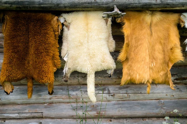 stock image Wild animals fur hanging on the wooden home wall outside 