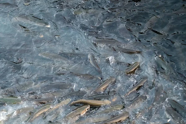 Hay Muchos Peces Piscifactoría Alimentación Peces Agua Dulce Criados Los — Foto de Stock