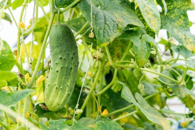 Çiçek ve dalları yeşil evde büyüyen salatalık. Sebze yetiştirme