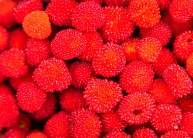 Rubus illecebrosus. Kırmızı balon berry veya çilek ahududu closeup Dikenli çalıların üzerinde büyüyen Rubus çilek kırmızı meyveli bir türdür. Bu tür bir melez çilek aslında Japonya'dan geldi.  