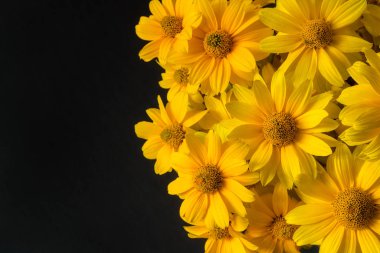 Siyah arka plan üzerine güzel sarı çiçek açan çiçekler
