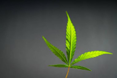 Esrar yaprak, stüdyoda siyah arka plan üzerinde izole esrar