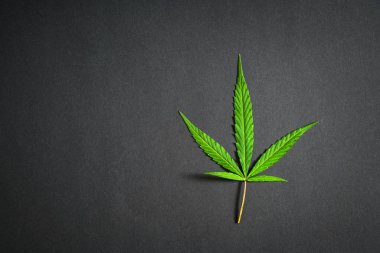 Esrar yaprak, stüdyoda siyah arka plan üzerinde izole esrar