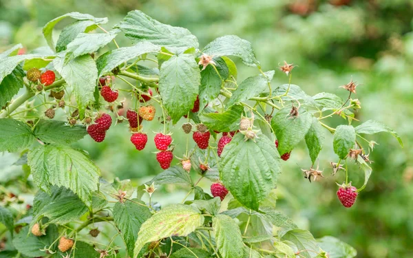 Closeup Raspberry Branch Ripe Berries Sunlight Shallow Depth Field Copy — Stock Photo, Image