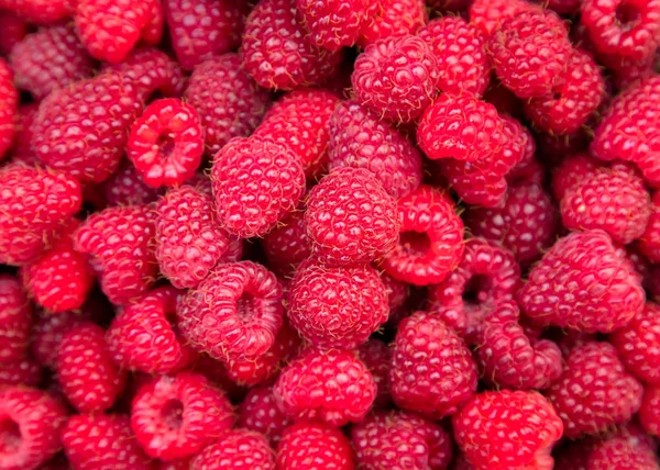 Frisch Gepflückte Bio Himbeeren Aus Eigenem Anbau Reife Rote Himbeere — Stockfoto