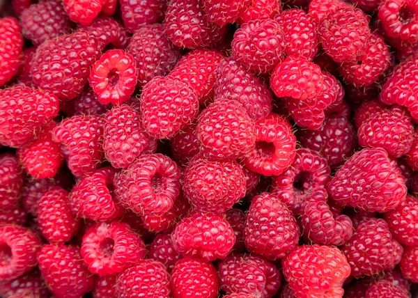 Freshly Picked Organic Home Grown Sweet Raspberries Ripe Red Raspberry — Stock Photo, Image