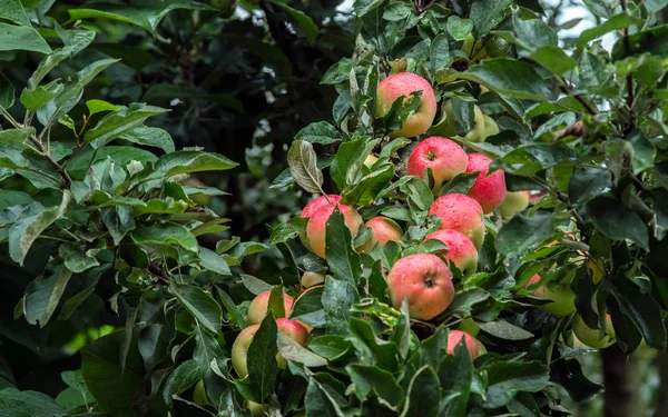 Las Manzanas Maduras Jugosas Rojas Crecen Una Rama Entre Follaje — Foto de Stock