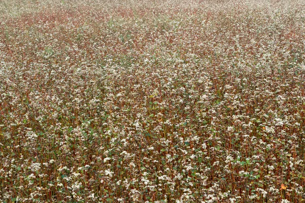 The flower garden of buckwheat noodles. Buckwheat plants with flowers almost ready to be harvested. Agriculture. Farming.