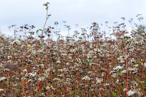 The flower garden of buckwheat noodles. Buckwheat plants with flowers almost ready to be harvested. Agriculture. Farming.