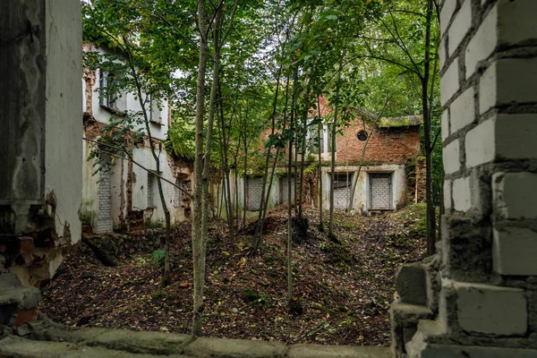 Εσωτερικό Του Ένα Εγκαταλελειμμένο Σπίτι Δέντρα Που Φύονται Στο Εσωτερικό — Φωτογραφία Αρχείου