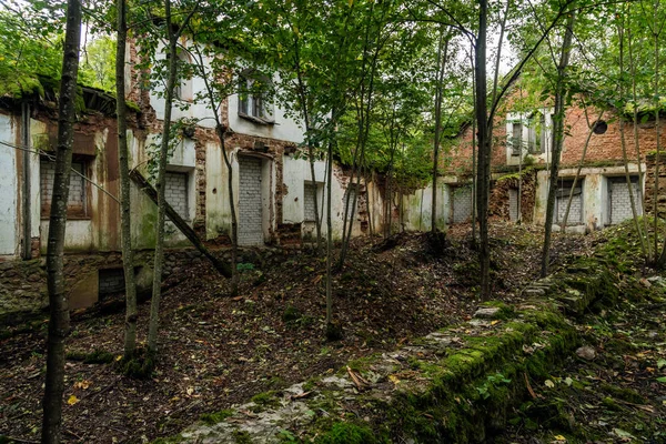 Interior Abandoned House Trees Growing Windows Doors Covered Bricks — Stock Photo, Image